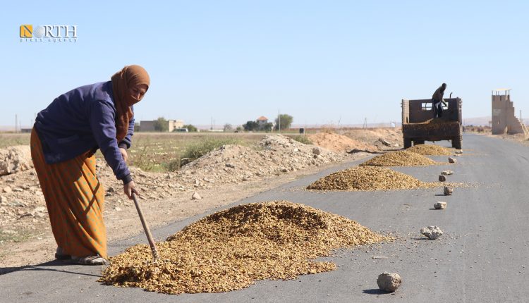 تجفيف بزر البطيخ في ريف كوباني – نورث برس