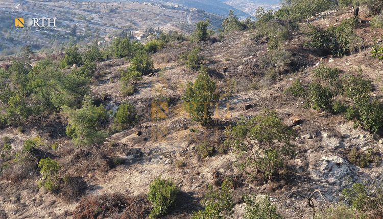 أشجار مقطوعة في حرش قرية حج حسنة بناحية جنديرس في عفرين - نورث برس