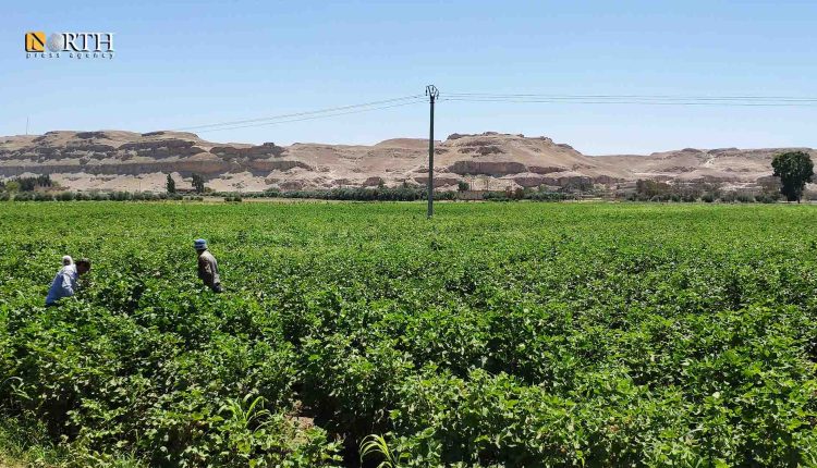 محصول القطن في ريف الرقة الشرقي – نورث برس