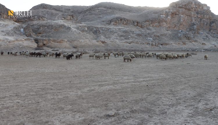 غياب المراعي بريف الرقة– نورث برس