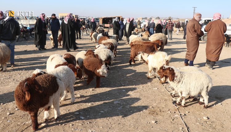 سوق المواشي ببلدة تل تمر بريف الحسكة - نورث برس