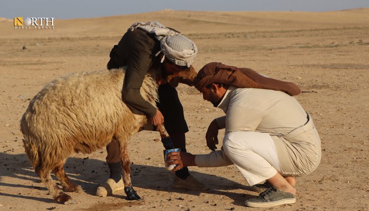انتشار مرض "الحمى القلاعية" بين المواشي بريف الرقة - نورث برس