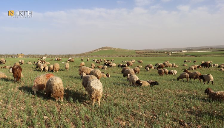 قلة المراعي في كوباني بسبب الجفاف - نورث برس