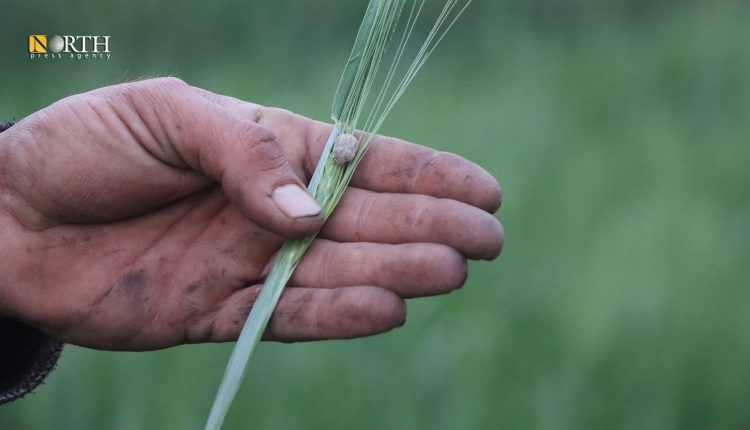 انتشار حشرة السونة بمحاصيل القمح في الرقة - نورث برس
