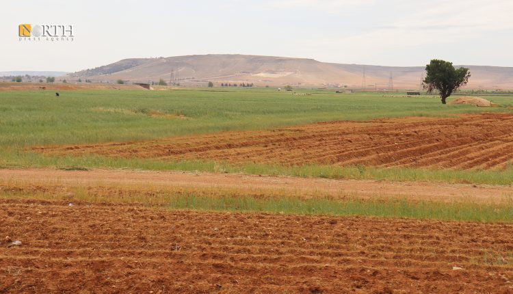 نمو ضعيف لمحصول القمح بمنطقة تل عرن بريف حلب - نورث برس