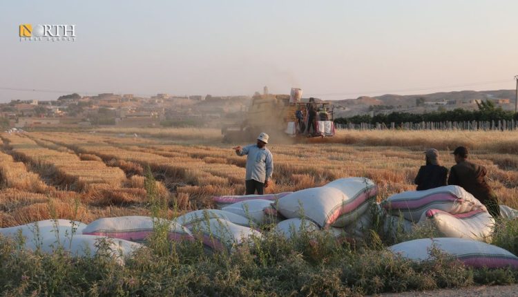 حصاد القمح المروي بريف الرقة الجنوبي – نورث برس