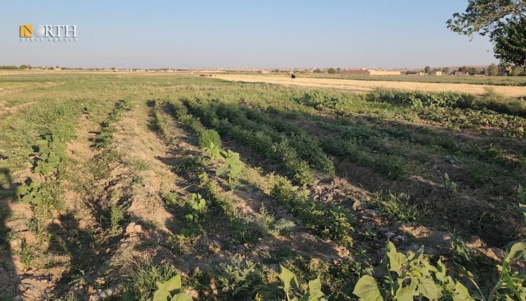 تراجع زراعة الخضروات الصيفية بريف دير الزور – نورث برس