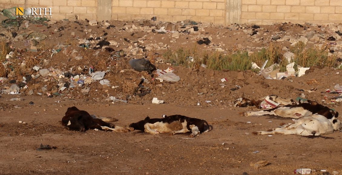جثث لأبقار مرمية بحي جمعاية في القامشلي – نورث برس