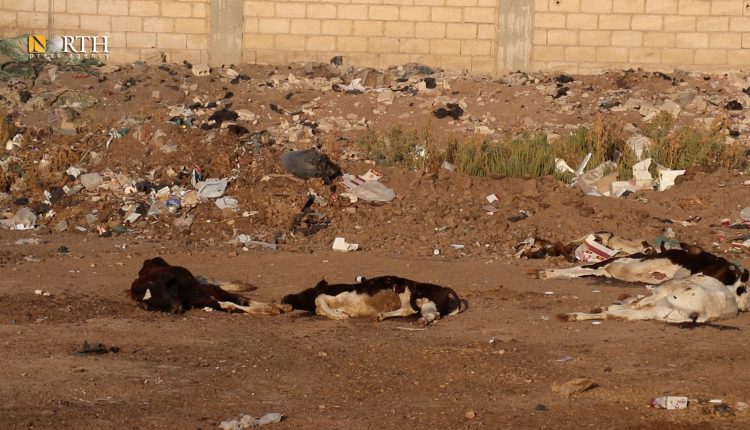 جثث لأبقار مرمية بحي جمعاية في القامشلي – نورث برس