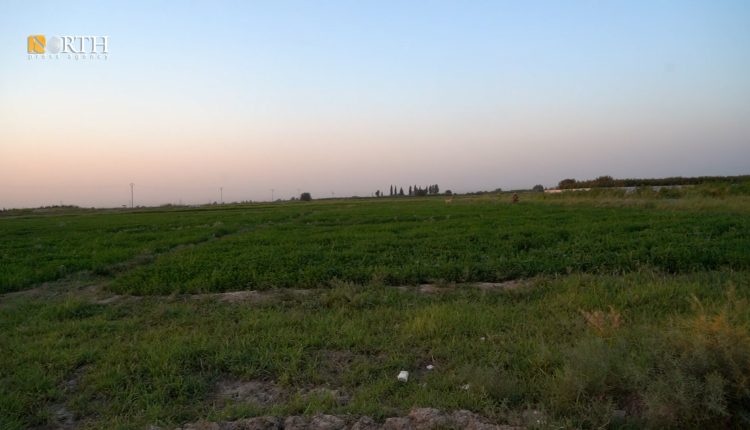أرض زراعية في منطقة كسرة شيخ الجمعة في الرقة (نورث برس)