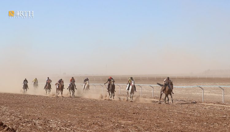 مهرجان الجزيرة للخيول العربية الأصيلة بريف القامشلي - نورث برس