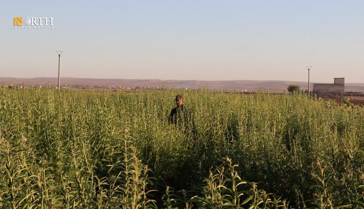 أرض مزروعة بالسمسم في كوباني- نورث برس