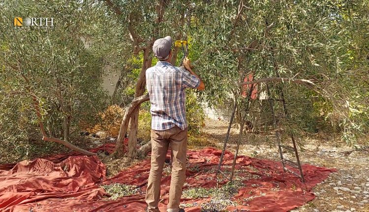 عامل في حقل زيتون في ريف اللاذقية - نورث برس