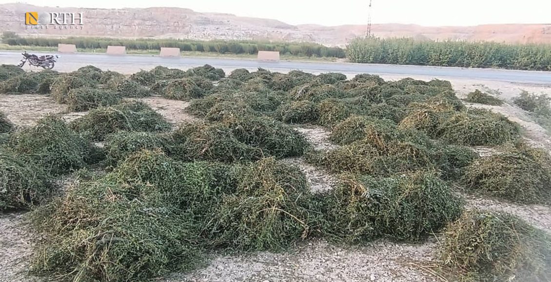 أرض مزروعة بنبتة الملوخية في ريف الرقة - نورث برس