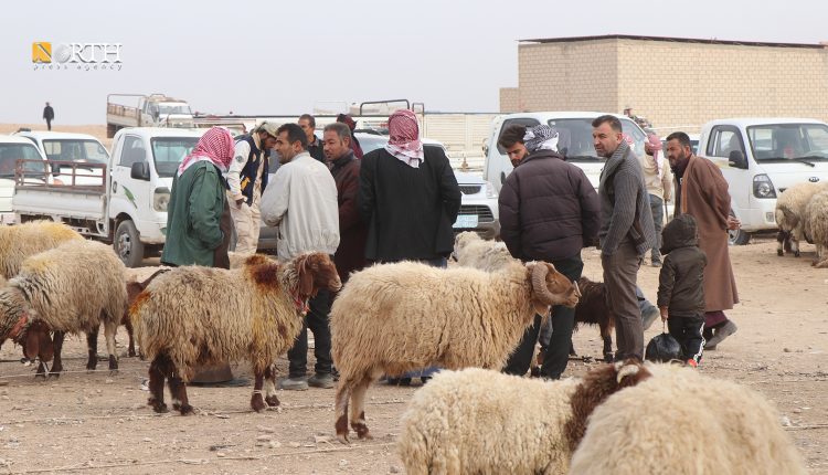 سوق الماشية في مدينة الحسكة - نورث برس