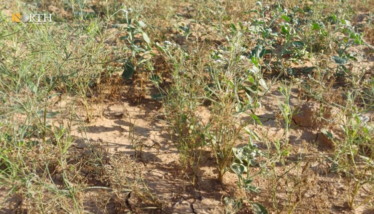 مرض فطري يجتاح حقول الكمون في الحسكة - نورث برس