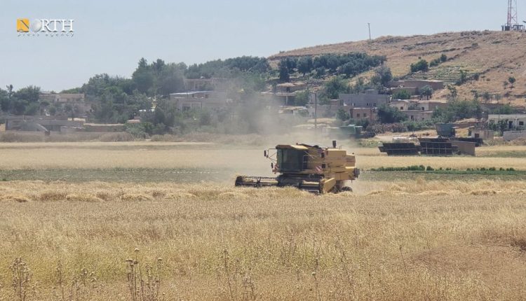 حصاد القمح في بلدة تل تمر بريف الحسكة - نورث برس