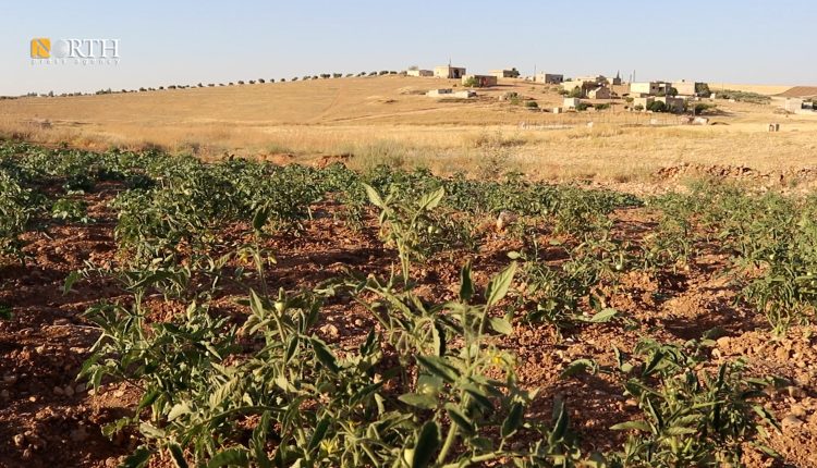 أرض مزروعة بخضار صيفية في ريف كوباني الجنوبي ـ نورث برس