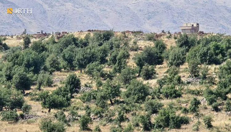 حرش الشحار جنوب غرب قرية جباتا الخشب في ريف القنيطرة الشمالي- نورث برس
