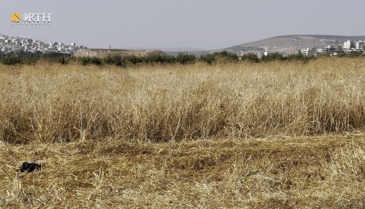 أرض زراعية في عفرين ـ نورث برس