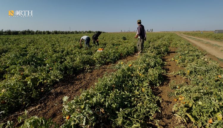 أرض زراعية في درعا ـ نورث برس